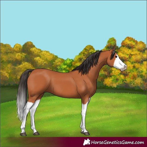 Horse Color:Bay Splash Frame 