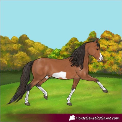 Horse Color:Bay Splash Frame 