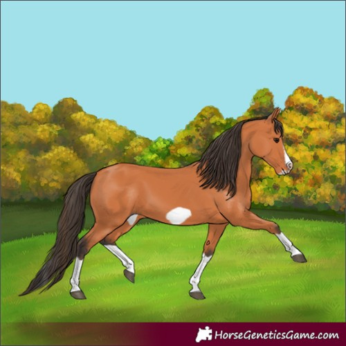 Horse Color:Bay Splash Frame 