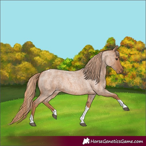 Horse Color:Red Roan Tobiano Rabicano 