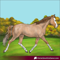 Horse Color:Red Roan Splash 