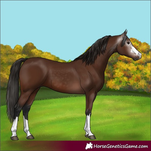 Horse Color:Gray Bay 