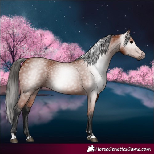 Horse Color:Gray Bay 