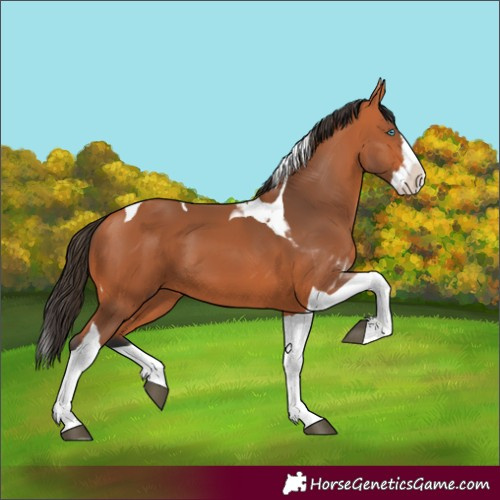 Horse Color:Bay Splash Tobiano 