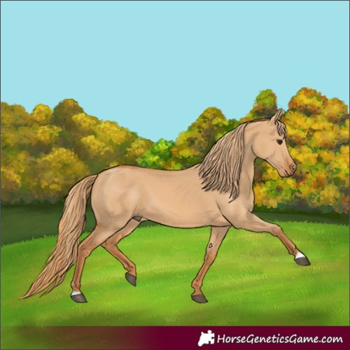 Horse Color:Red Dun 