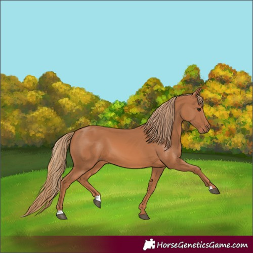 Horse Color:Chestnut 