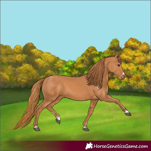Horse Color:Chestnut 