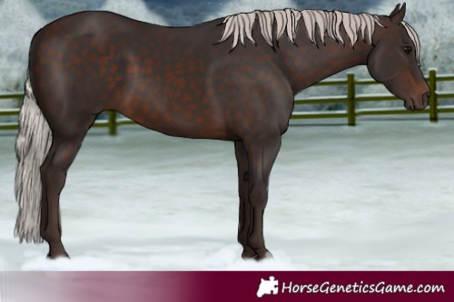 Horse Color:Silver Brown