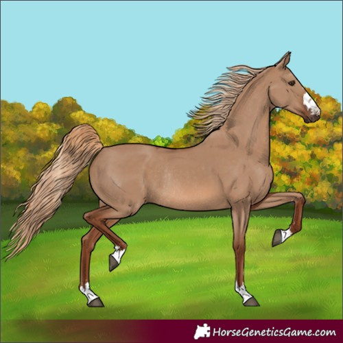 Horse Color:Red Dun Rabicano 