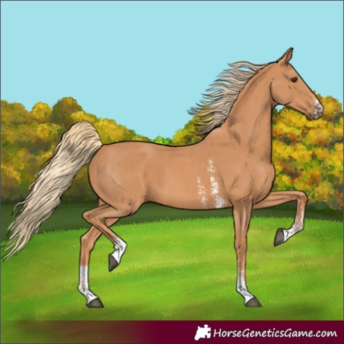 Horse Color:Chestnut Sabino 