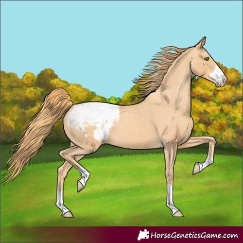 Horse Color:Gold Champagne Appaloosa