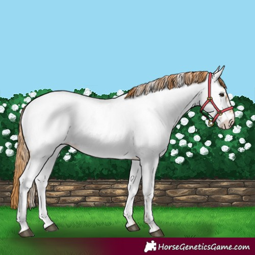 Horse Color:Red Roan Appaloosa 