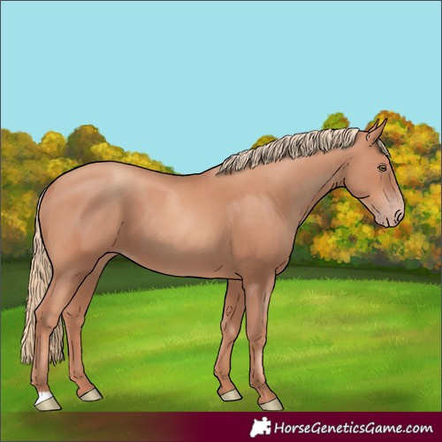 Horse Color:Gold Champagne