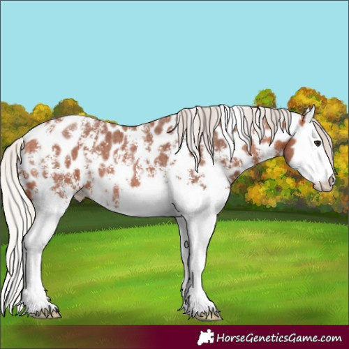 Horse Color:Silver Bay Sabino Splash Appaloosa 