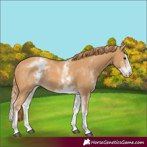 Horse Color:White Spotted Chestnut Splash 