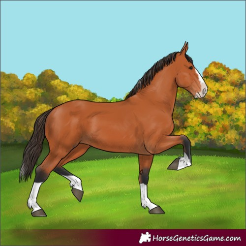 Horse Color:Bay Splash Tobiano
