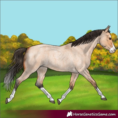 Horse Color:Bay Roan Dun Splash 