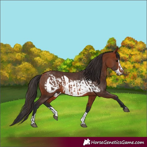 Horse Color:Bay Rabicano and Bay Frame Rabicano