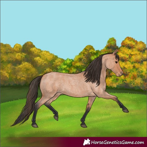 Horse Color:Bay Roan 