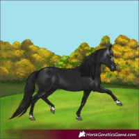 Horse Color:Gray Black 