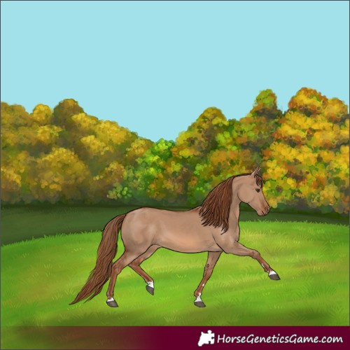 Horse Color:Red Dun