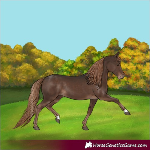 Horse Color:Liver Chestnut Rabicano 