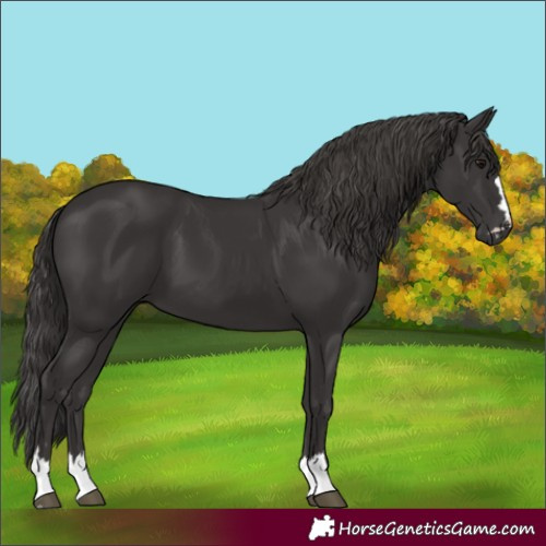 Horse Color:Smoky Black