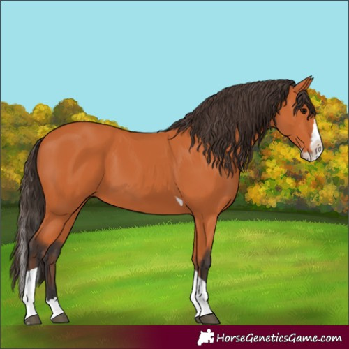 Horse Color:Unknown 