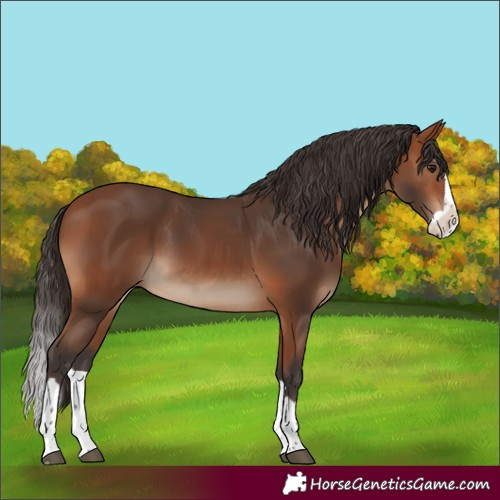 Horse Color:Bay Splash 