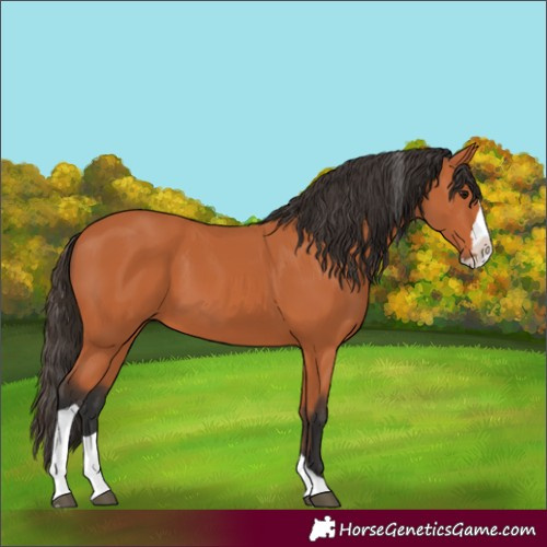 Horse Color:Bay Splash Tobiano 