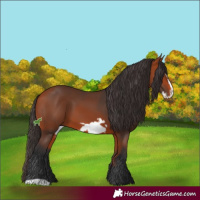 Horse Color:Bay Frame 