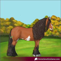 Horse Color:Bay Frame 