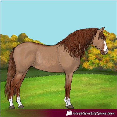 Horse Color:Unknown 
