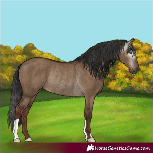 Horse Color:Gray Liver Red Dun Rabicano 