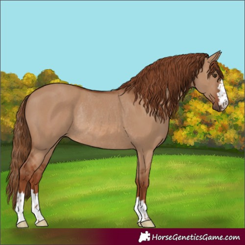 Horse Color:Red Dun Rabicano 