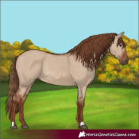 Horse Color:Unknown 