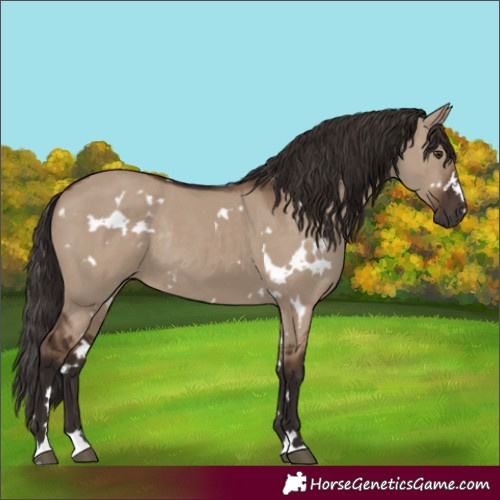 Horse Color:White Spotted Liver Red Dun Rabicano
