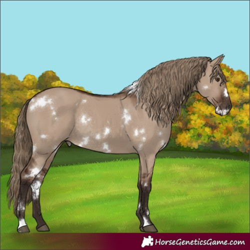 Horse Color:White Spotted Liver Red Dun Rabicano 