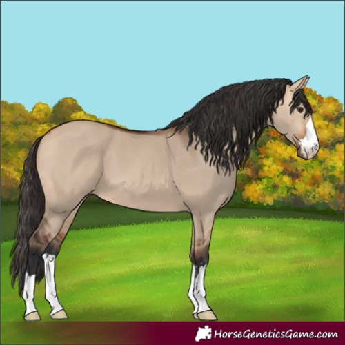 Horse Color:Unknown