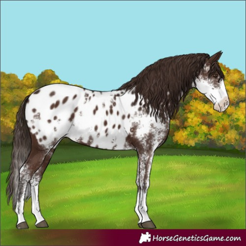 Horse Color:Liver Chestnut Sabino Blanket 