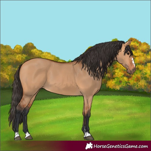 Horse Color:Unknown 
