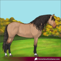 Horse Color:Unknown 