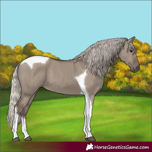 Horse Color:Silver Grullo Tobiano 