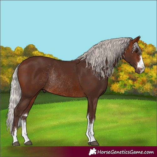 Horse Color:Silver Brown Rabicano