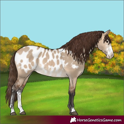 Horse Color:Bay Dun Sabino Blanket