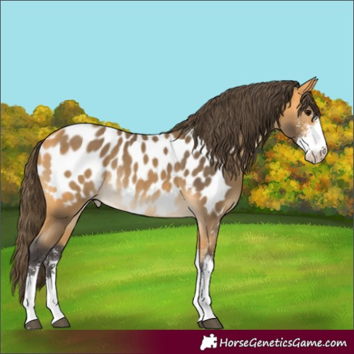 Horse Color:Buckskin Sabino Appaloosa Rabicano
