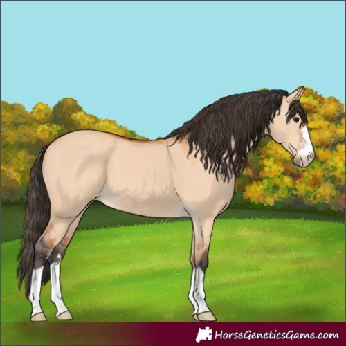 Horse Color:Unknown 