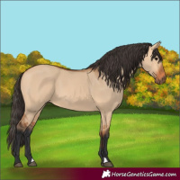 Horse Color:Unknown 