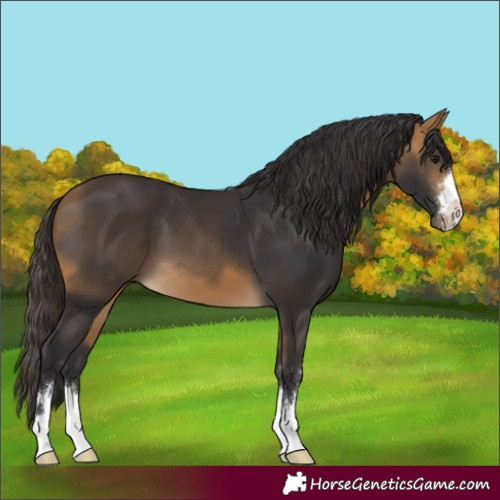 Horse Color:Buckskin 