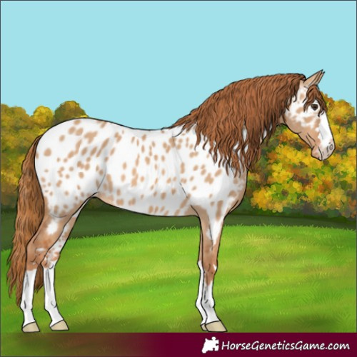 Horse Color:Red Dun Near Leopard